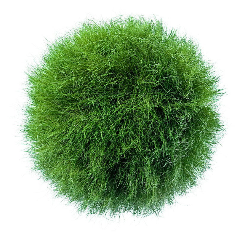 Grassland balls made of preserved real grass